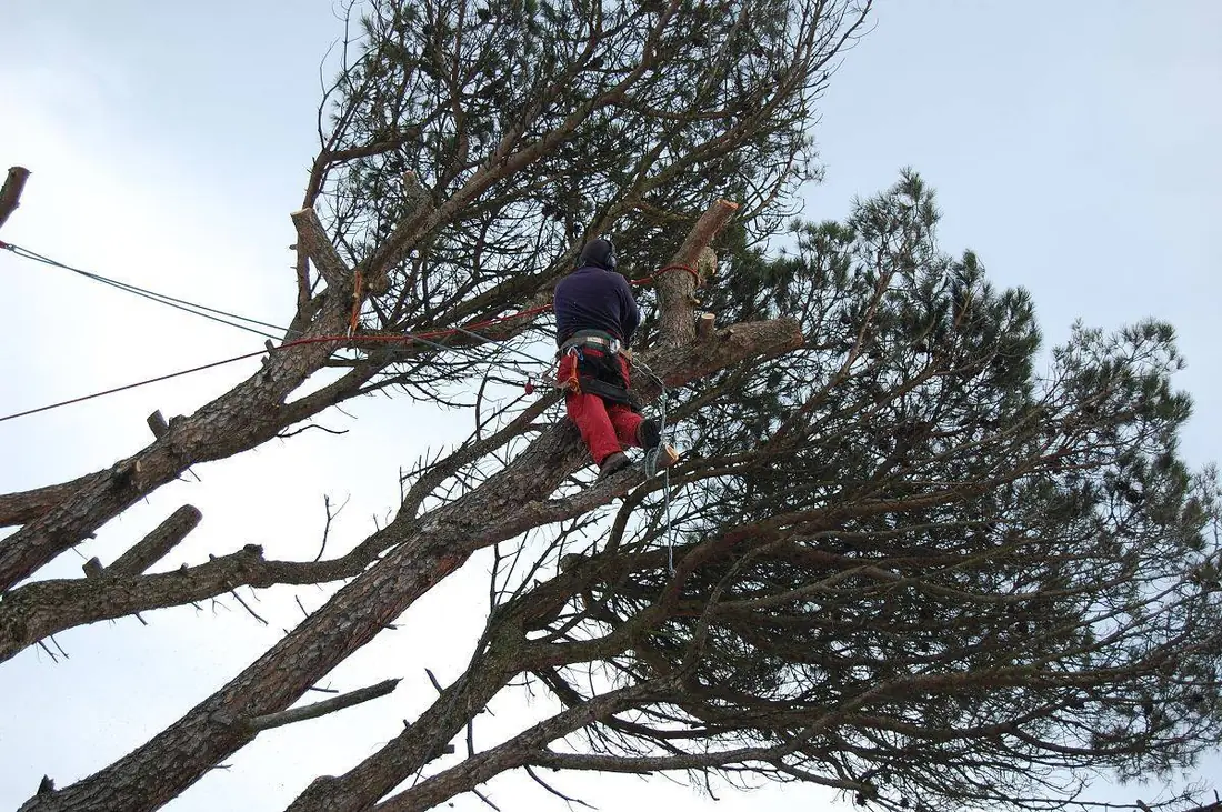 Jardin arboré dans un quartier pavillonnaire de Montesson